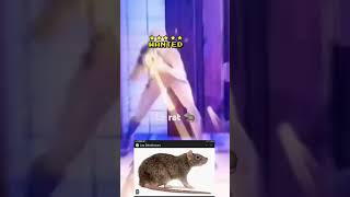 Ce genre de rat en ranked 😂 fortnite fortniteclips gaming foryou viralshort [upl. by Eelarol]