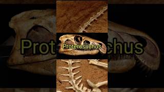 ¿Conocías a proterosuchus dinosaur paleontologia biology biologia [upl. by Shriver]