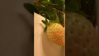 Hydroponic strawberries timelapse we have a problem indoorgardening hydroponics [upl. by Ecirtram]