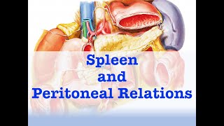 Spleen and Peritoneal Relations [upl. by Aivul487]