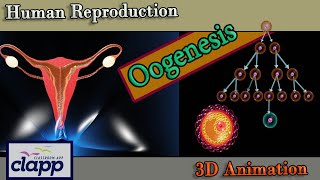 Oojenisis  How Ovums are created in uterus  3D Animation [upl. by Fredie]