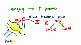 Physiology  2  BARORECEPTOR REFLEX [upl. by Ahsok470]