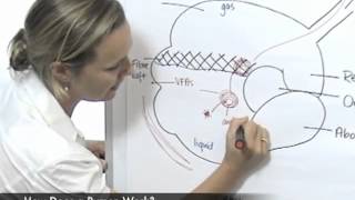 How Does a Rumen Work [upl. by Ethban]