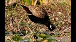 Bronzewinged Jacana  Bird Watching  Bird  Wildlife  Gajoldoba  West Bengal [upl. by Esinwahs]