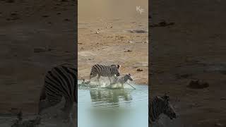 Natures Cruelty A Zebra Stallion Attacks a Defenseless Foal [upl. by Pedrick419]