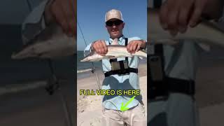 Bama Beach Bum Took Me Surf Fishing In Orange Beach Alabama shorts surffishing [upl. by Anileba633]