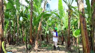 Indonesia Tropical Fruit quotPisang Mas Kiranaquot [upl. by Imoyn]