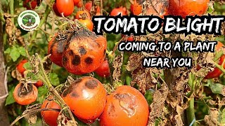 How to Stop Tomato Blight Preventative Tips [upl. by Atteloc]