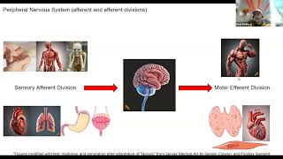 Peripheral Nervous System Afferent and Efferent Divisions just the facts [upl. by Naitsihc]