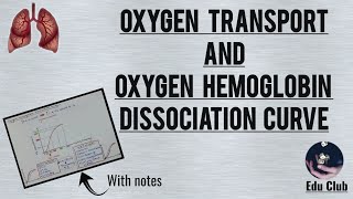 Oxygen transport and Oxygen Hemoglobin Dissociation Curve  Respiratory Phsyiology [upl. by Yetta]