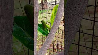 Jack Fruit  Indias gift to the humanity jackfruit puttaparthi prasanthinilayam srisathyasai [upl. by Semyaj]