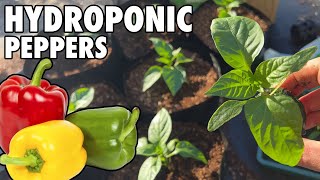 How To Grow Hydroponic Peppers Low Maintenance Wicking Bag System [upl. by Hebner6]