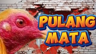 PULANG MATA NA MANOK MAY ADVANTAGE [upl. by Euqitsym]