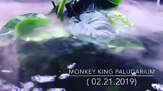 Paludarium Aquascaping Monkey King Fish Tank [upl. by Aneeuqahs761]