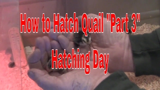 How to Raise Quail How to Hatch Quail Raising Coturnix QuailRaising Tibetan Quail quotPart 3quot [upl. by Hermes]