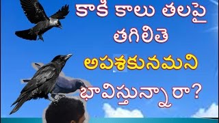 కాకి తల పైన వాలితే ఎమవుతుందో తెలుసా  What will Happen if a Crow Hits on the Head  Media Masters [upl. by Posehn]