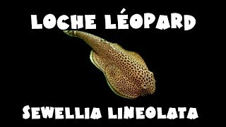 Loche léopard  Sewellia lineolata [upl. by Garling]