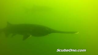 Garrison Dam Tailrace Paddlefish [upl. by Eelam]