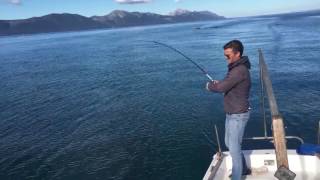 Bluefish fishing Croatia [upl. by Osicran]