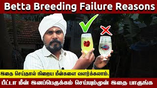 How to breed betta fish at home  Betta breeding failure reasons [upl. by Itsud]