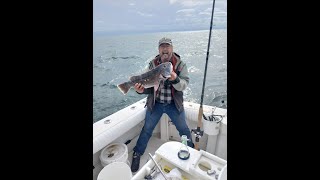 Newport 11 pound Blackfish on 15 Pound Braid30 pound Flouro Leader [upl. by Cha492]