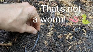 What looks like a worm but isnt a worm A unique garden find [upl. by Potash230]