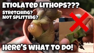 Lithops update  what to do with etiolated stretching not splitting living stone  living rocks [upl. by Cutlip436]