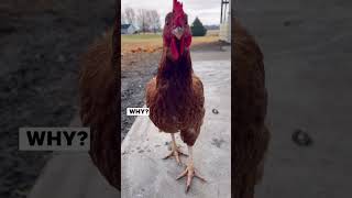 Why don’t they haha chickens joke [upl. by Inele597]