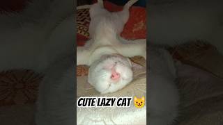 Funny Lazy cat cat shorts [upl. by Pollyanna18]