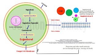 Amphotericin B Mechanism of Action  Amphotericin B Antifungal Medicines in Black Fungus Disease [upl. by Ettelliw]