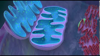 Mitochondria  the powerhouse of the cell  3D animated [upl. by Ytsenoh]