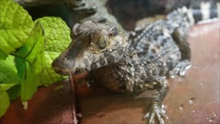 Dwarf Caiman Update  getting BIG [upl. by Enicar]