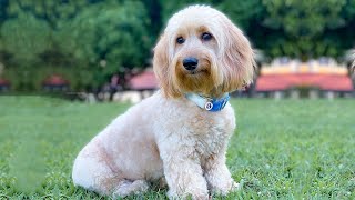 A Lovable Surprise The Doxiepoo  Dachshund and the Miniature Poodle Mix [upl. by Latreese]