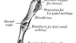 MNEMONIC  Sternal Angle [upl. by Intihw103]
