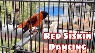 Red Siskin Singing Best Song Training  Canto Pintassilgo venezuelano 1H [upl. by Asselim886]