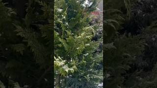 Chamaecyparis lawsoniana Ivonne 🌲В зимнем саду conifers хвойныйсад [upl. by Ury]