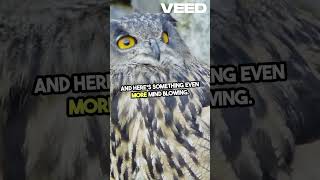 Unbelievable Owl Facts You Didnt Know owl facts [upl. by Gnahc]