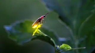 Fireflies in Iowa [upl. by Peednas]