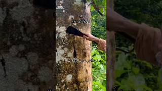 Agarwood Tree in Pakistan  Most Expensive wood Oud in The World shorts viral cwc [upl. by Ahselrac24]