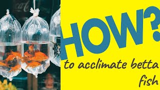 How to acclimate betta fish to new water  Be Careful [upl. by Wasson]