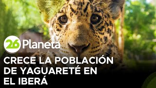 Otra especie en peligro de extinción crece la población de yaguareté en el Iberá [upl. by Honan]