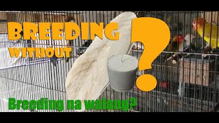 BREEDING BIRD WITHOUT CUTTLEBONE OR MINERAL BLOCK  PAG BREED NG IBON NG WALANG CUTTLEBONE MBLOCK [upl. by Neitsabes75]