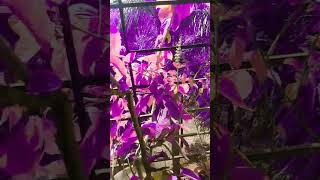 Pink leaves🍂🍂leaves shortvideo pink [upl. by Godred]