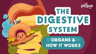 The Digestive System Organs And How It Works  Primary School Science Animation [upl. by Barhos418]