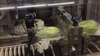 Redpack NTSBMI flow wrap machine packing pointed cabbages [upl. by Sisson]