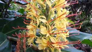 Hedychium gardnerianum  Kahili Ginger  Ginger Lily HD 03 [upl. by Nazus]