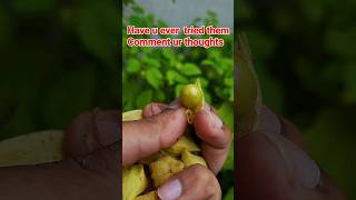 Growing And Harvesting Tomatillos at homeGoldenberryGooseberryCiplukan fruit [upl. by Seraphina]