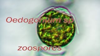 Oedogonium zoospores release [upl. by Norrehc]