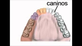los dientesIncisivoscaninospremolares y molares [upl. by Shenan]