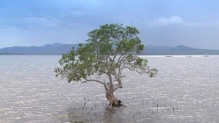 Palawan  a paradise in the Philippines  life [upl. by Anilegna]